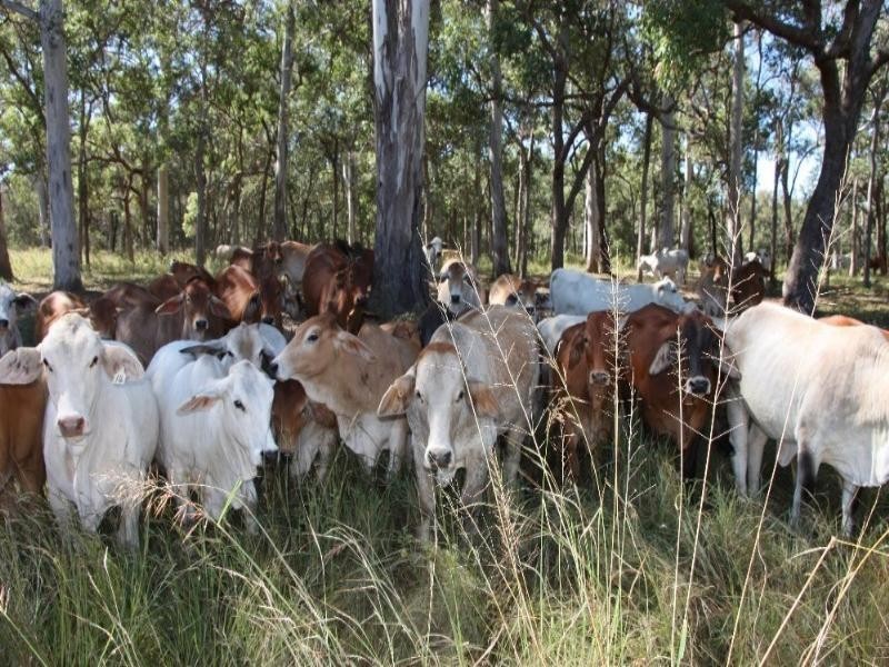 0 Mt Hopeful Road, Bajool QLD 4699