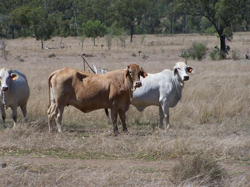 237 Arthur Street, Westwood QLD 4702