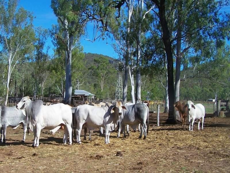 1200 Glengowan Road, Rockhampton QLD 4700