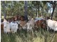 . Mt Hopeful Road, Bajool QLD 4699