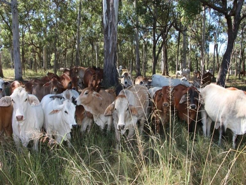 . Mt Hopeful Road, Bajool QLD 4699