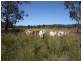 . Mt Hopeful Road, Bajool QLD 4699