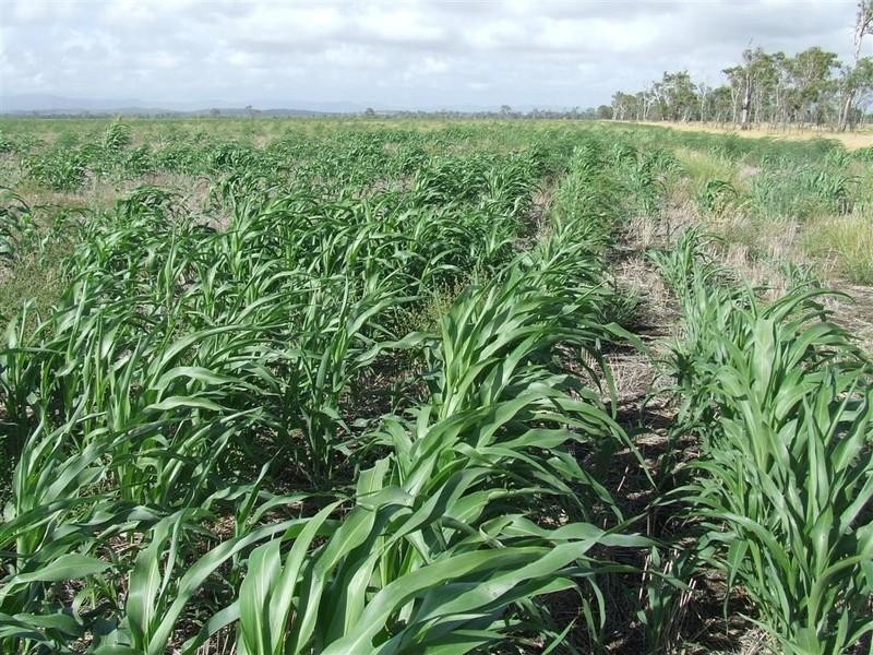 0 River Road, Midgee QLD 4702