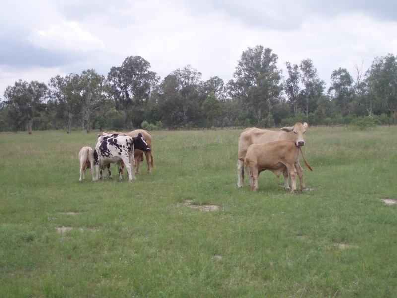 1061 Upper Ulam Road, Bajool QLD 4699