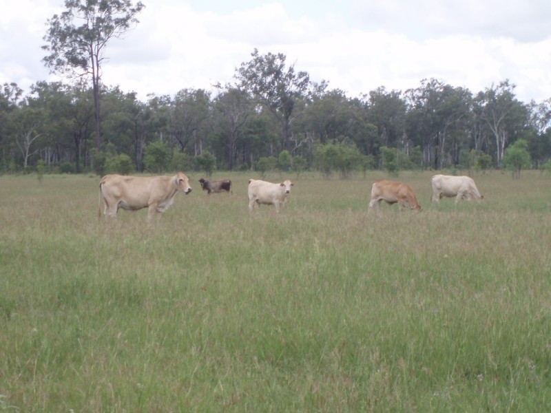 1061 Upper Ulam Road, Bajool QLD 4699