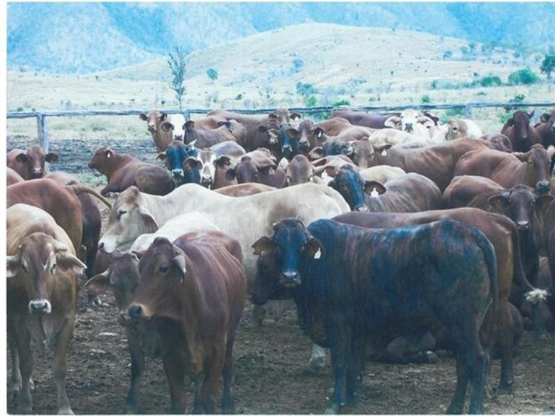 1885 Morbank Road, Rockhampton QLD 4700