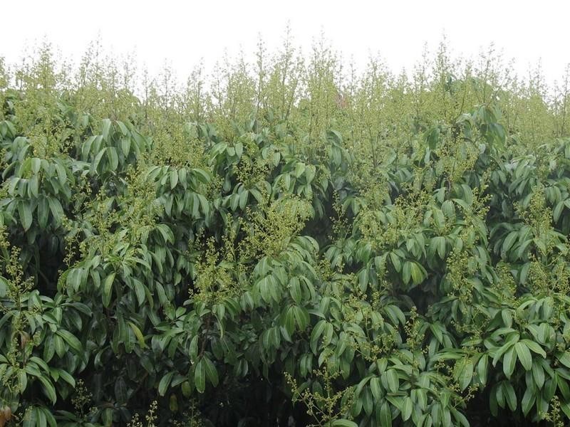 123 SEYMOUR Road, South Yaamba QLD 4702