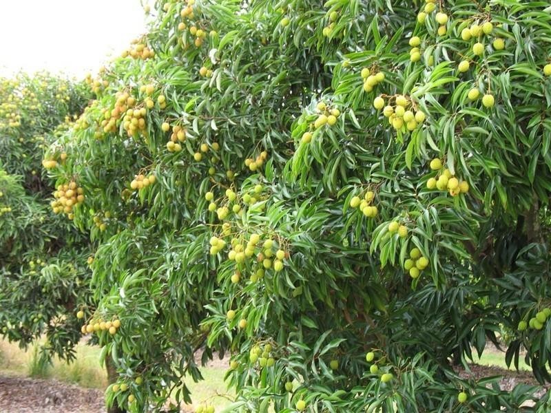 123 SEYMOUR Road, South Yaamba QLD 4702