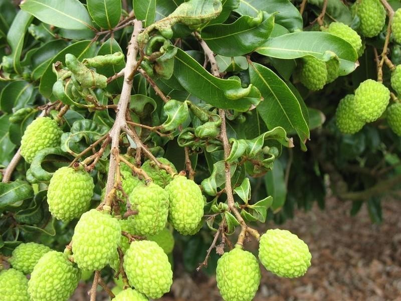 123 SEYMOUR Road, South Yaamba QLD 4702