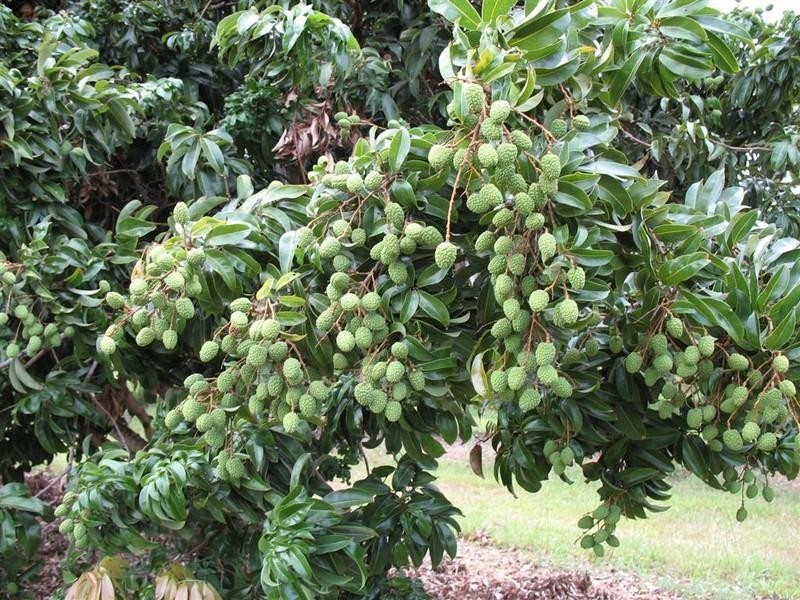 123 SEYMOUR Road, South Yaamba QLD 4702