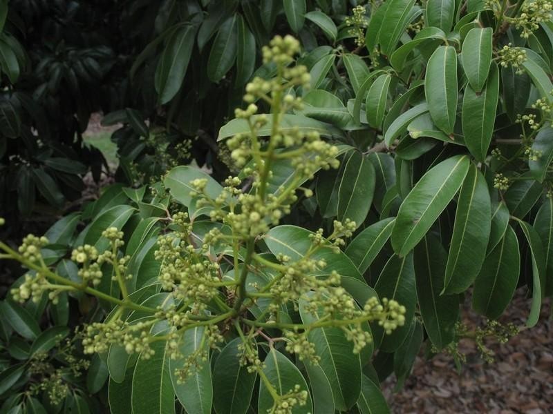 123 SEYMOUR Road, South Yaamba QLD 4702