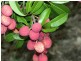 123 SEYMOUR Road, South Yaamba QLD 4702