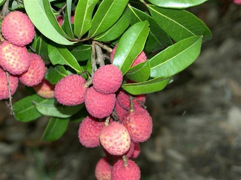 123 SEYMOUR Road, South Yaamba QLD 4702