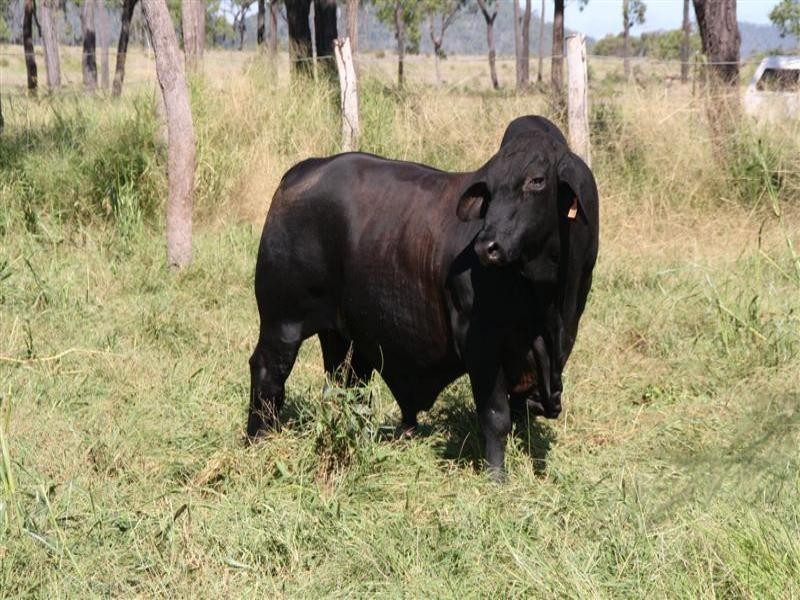 66062 Bruce Highway, Canoona QLD 4702