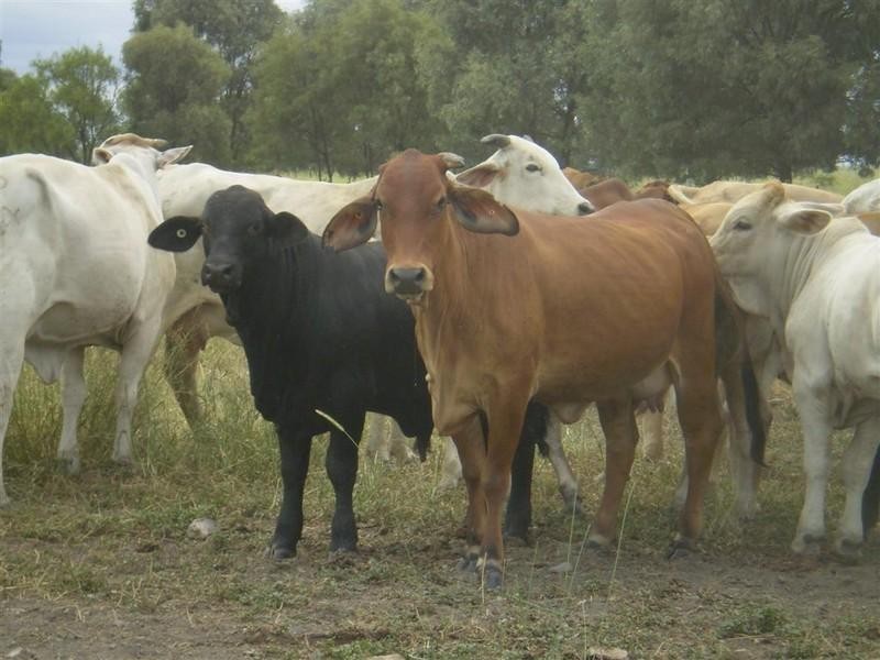 3675 Moura-Baralaba Road, Baralaba QLD 4702