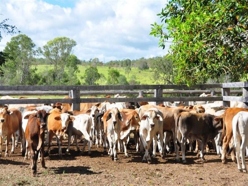 Bucca Station, Adies Road Bucca, Bundaberg QLD 4670