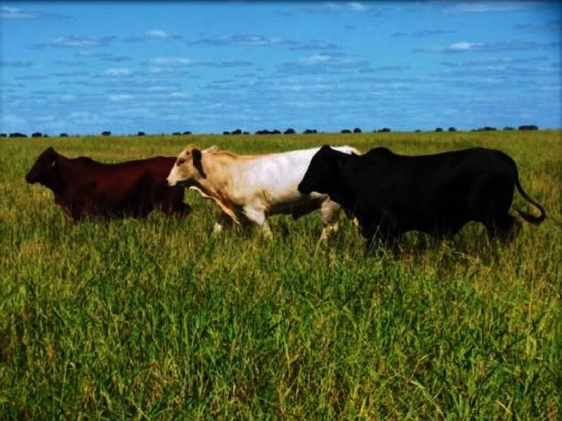 Lucie Station, Woodleys Road, Dingo QLD 4702