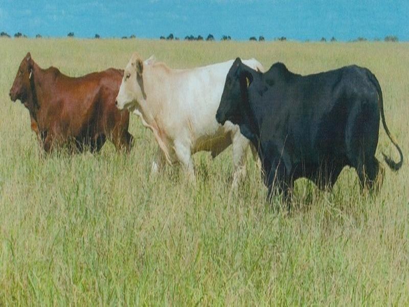 Lucie Station, Woodleys Road, Dingo QLD 4702