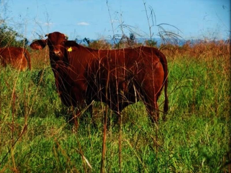 Lucie Station, Woodleys Road, Dingo QLD 4702