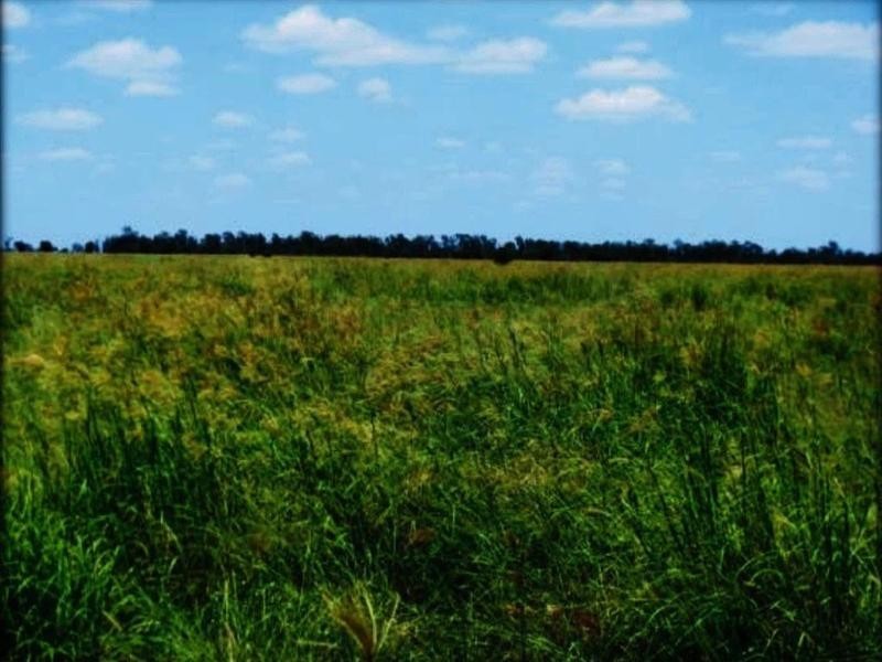 Lucie Station, Woodleys Road, Dingo QLD 4702