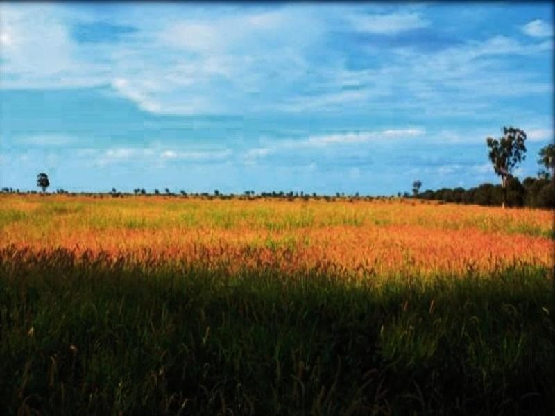 Lucie Station, Woodleys Road, Dingo QLD 4702