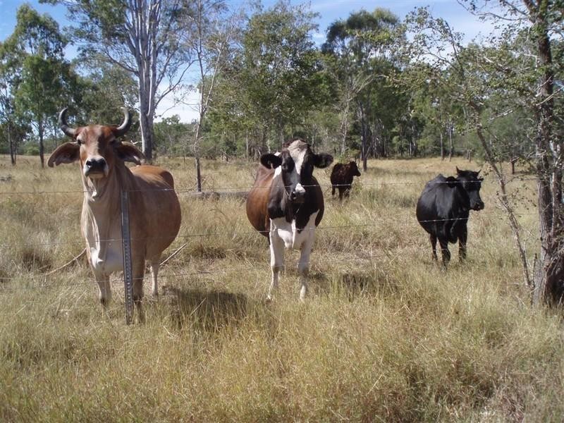 2489 Stanwell-Waroula Road, Ridgelands QLD 4702