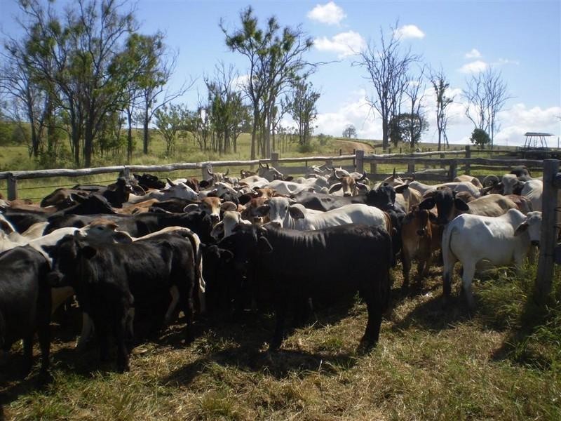 201 Faraday Road, Ridgelands QLD 4702