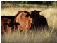 Lot 103 Stanwell-Waroula Road, Alton Downs QLD 4702
