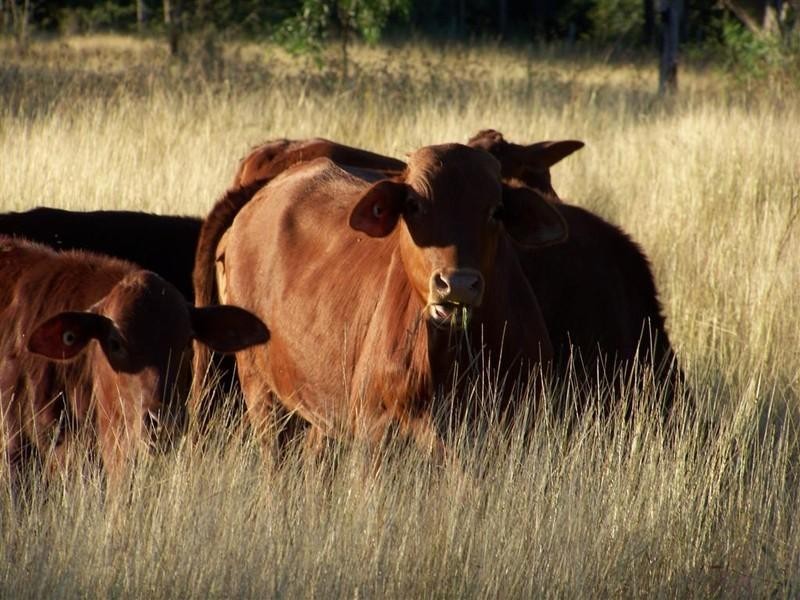 Lot 103 Stanwell-Waroula Road, Alton Downs QLD 4702