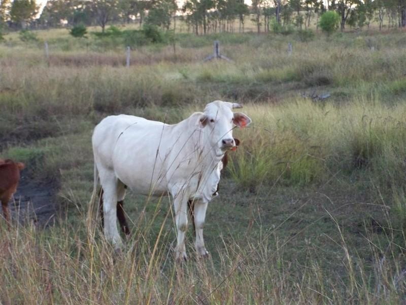 Lot 101 Reid Road, Alton Downs QLD 4702