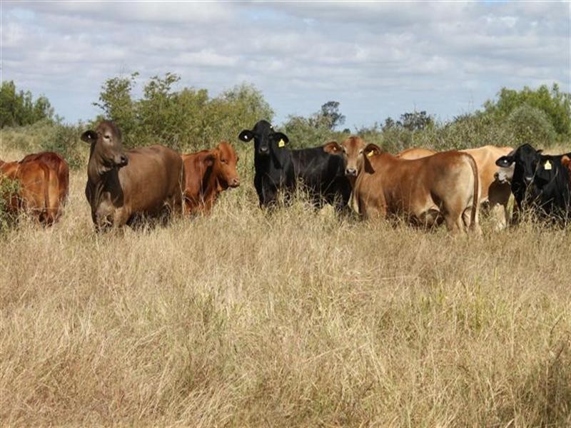 “Plattaway” Valkyrie Road, Lotus Creek QLD 4705