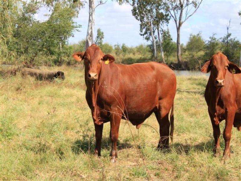 “Plattaway” Valkyrie Road, Lotus Creek QLD 4705