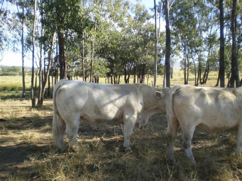 341 Newtons Road, Pheasant Creek QLD 4702