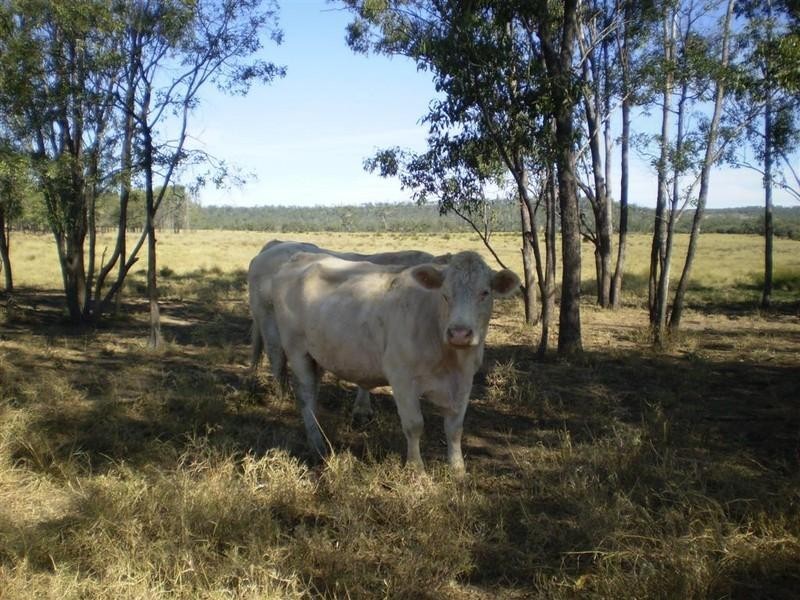 341 Newtons Road, Pheasant Creek QLD 4702