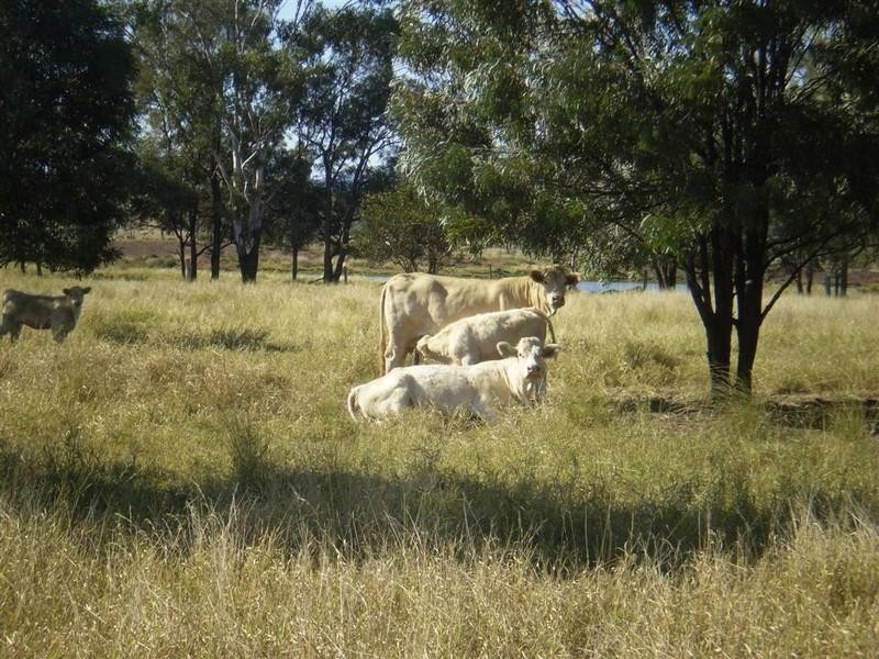 341 Newtons Road, Pheasant Creek QLD 4702