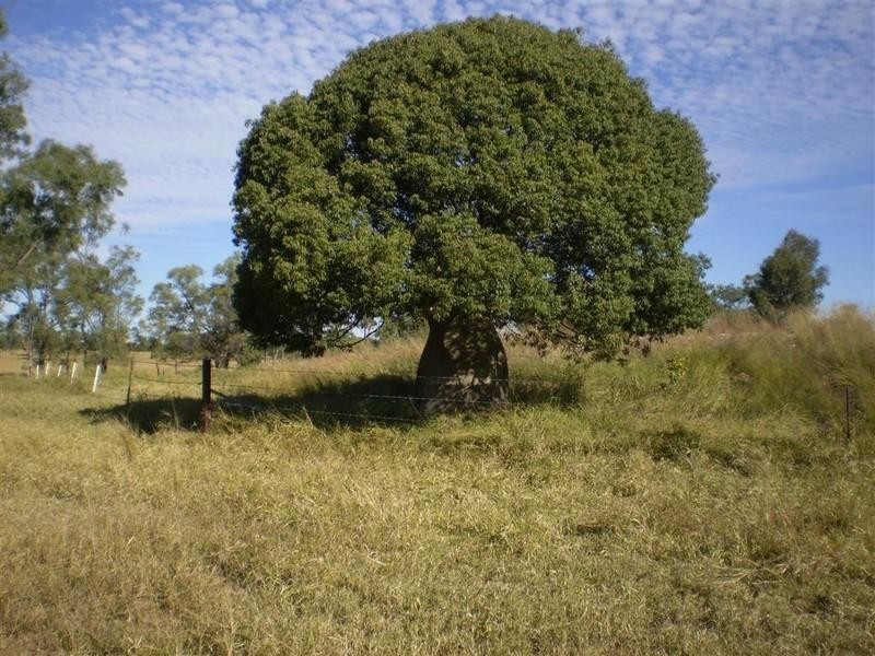 341 Newtons Road, Pheasant Creek QLD 4702