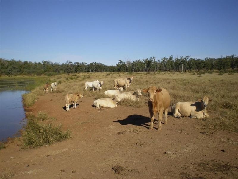 341 Newtons Road, Pheasant Creek QLD 4702