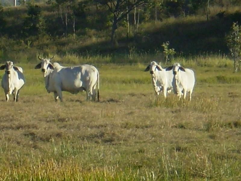 341 Newtons Road, Pheasant Creek QLD 4702