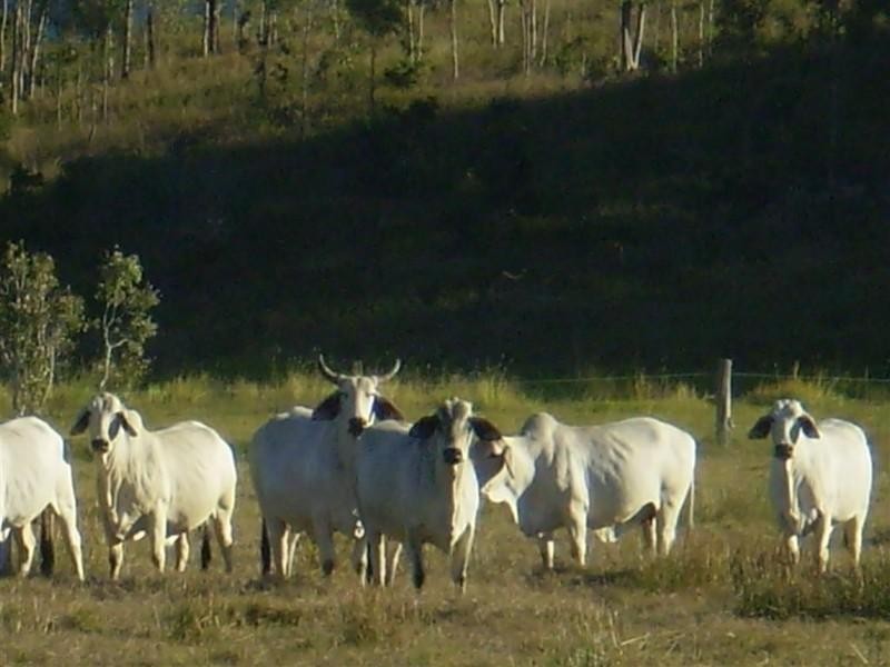 341 Newtons Road, Pheasant Creek QLD 4702