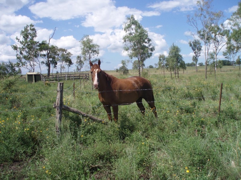 279 Reid Road, Alton Downs QLD 4702