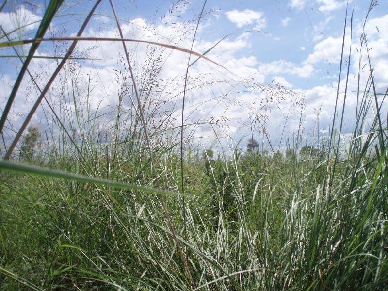 279 Reid Road, Alton Downs QLD 4702