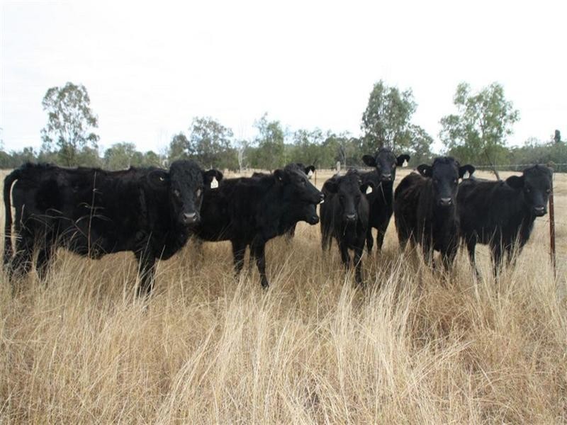 580 Dawson Road, Glenlee QLD 4711