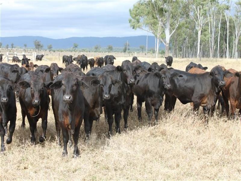 1140 Cooinda Road, Dingo QLD 4702