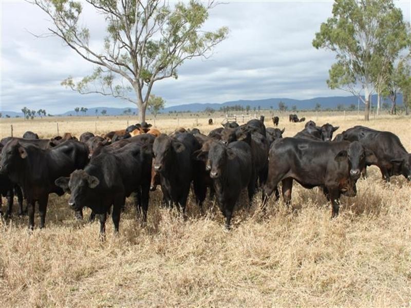 1140 Cooinda Road, Dingo QLD 4702