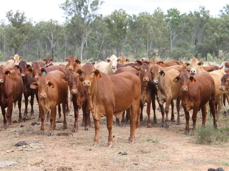 1140 Cooinda Road, Dingo QLD 4702