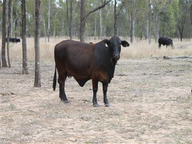 1140 Cooinda Road, Dingo QLD 4702