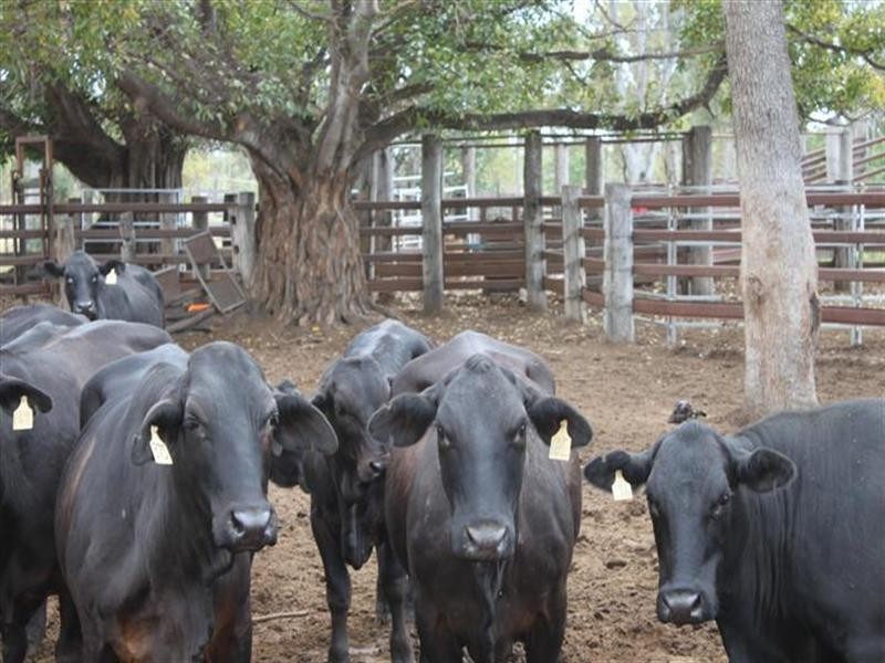 1140 Cooinda Road, Dingo QLD 4702