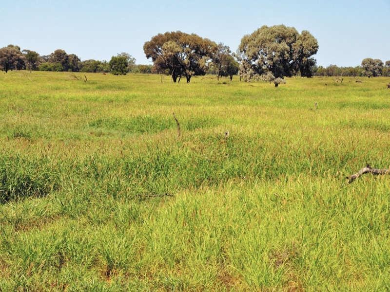 Lot 5 and 6 “Kulki”, Dirranbandi QLD 4486