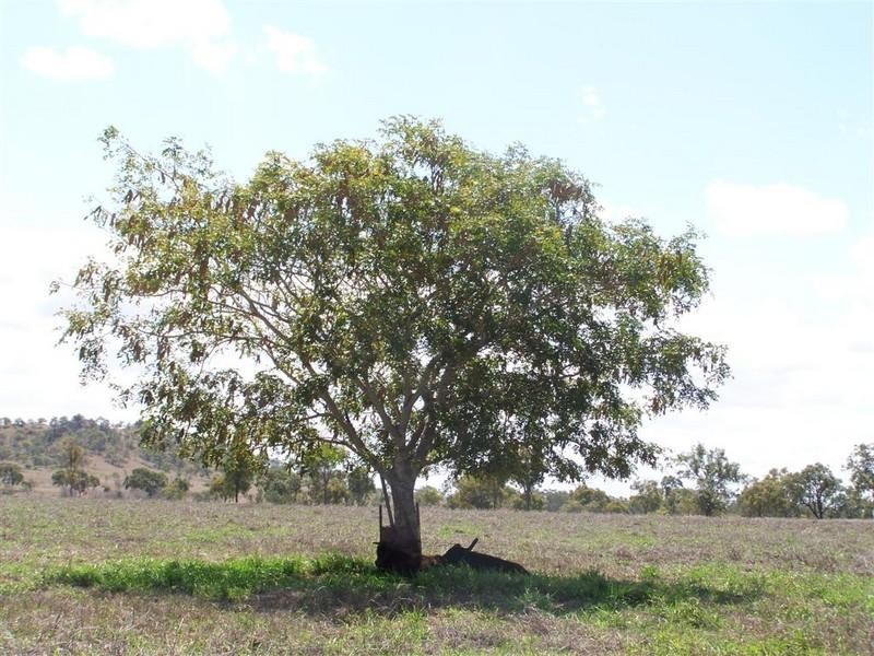 Lot 14 Kabra Road, Gracemere QLD 4702