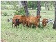 Westwood QLD 4702